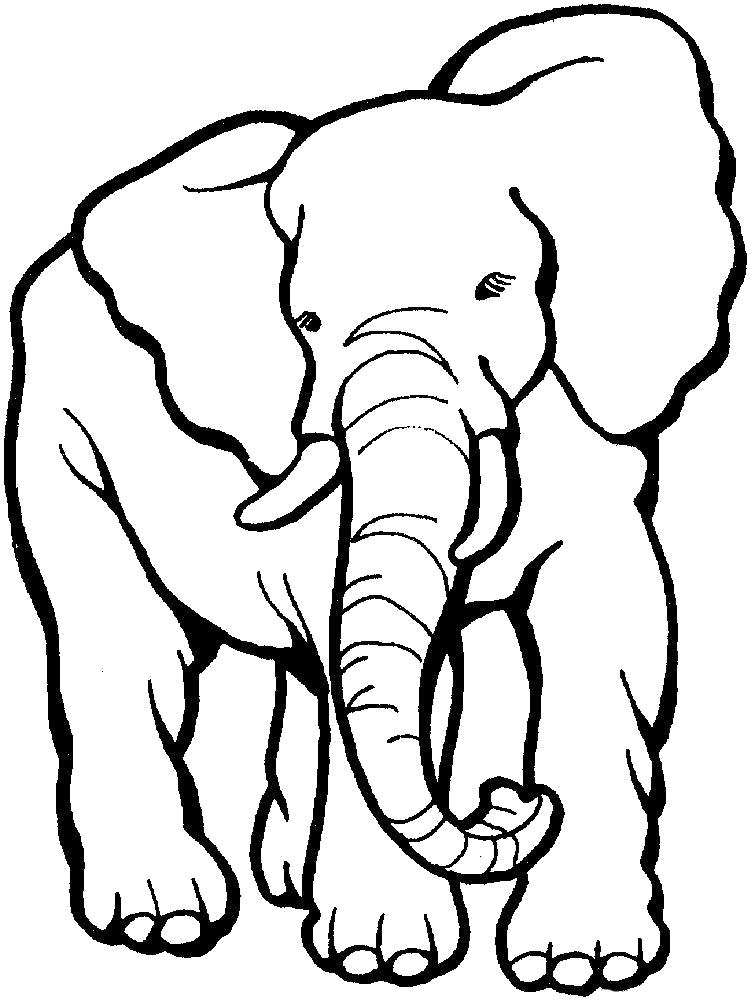   Раскраска слон