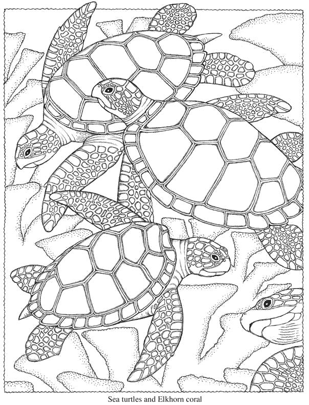 Раскраски черепаха  Морская черепаха антистресс