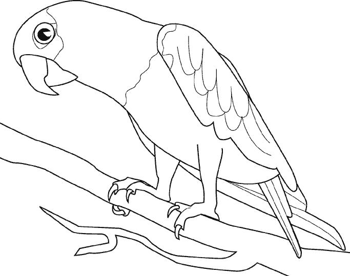 Раскраска попугай  Попугай на веточке