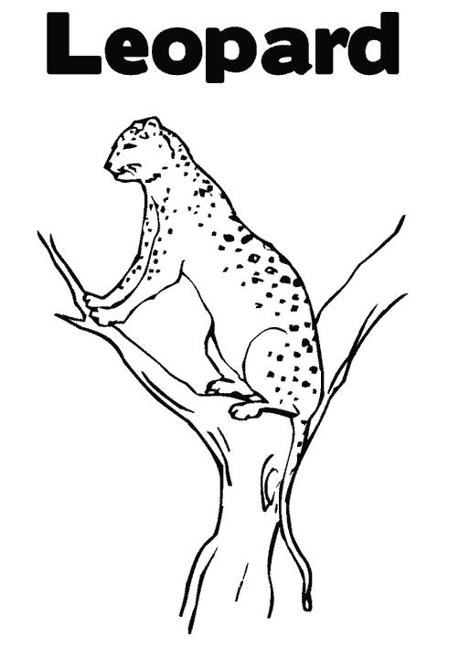 Раскраски леопард  Маленький лео, лепард сидит на дереве
