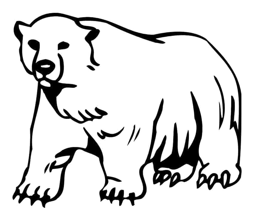 Раскраски медведь, медведица, медвежонок  Белый медведь. Раскраска