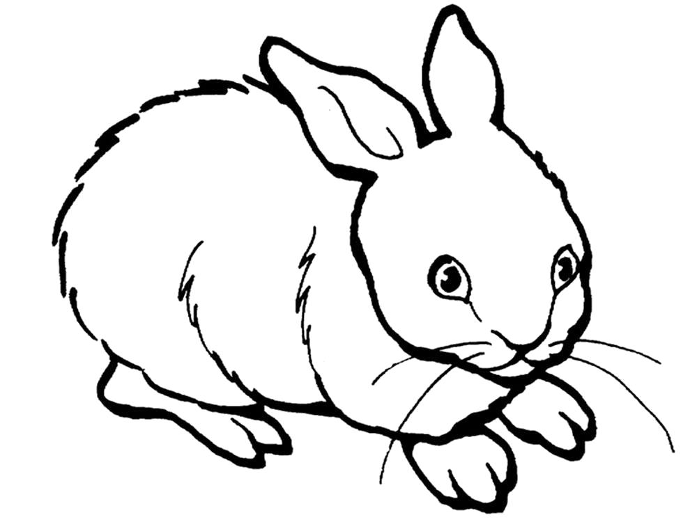   Раскраска кролик, домашний кролик