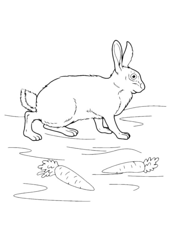 Раскраски зайцы, зайчиха, зайчонок  заяц с морковками