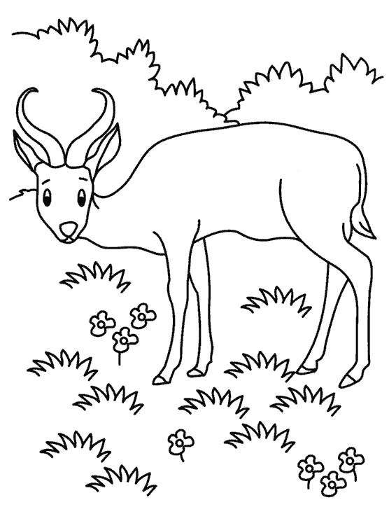 Раскраска с антилопой  Пастбище