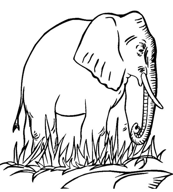   Слон ходит по траве