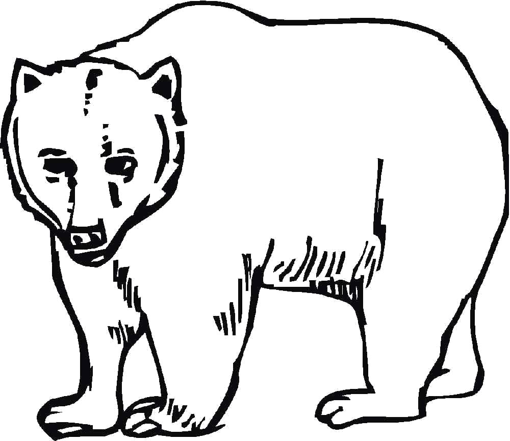 Раскраски медведь, медведица, медвежонок  красивы медведь 