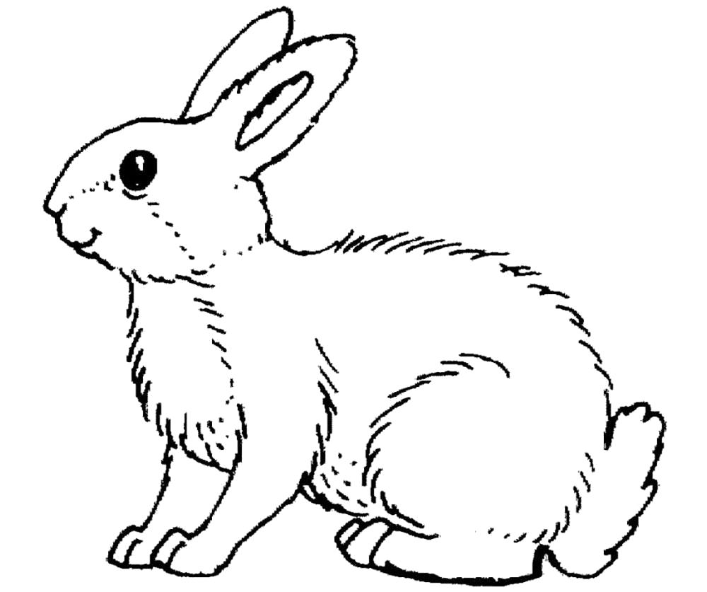   Раскраска кролик, кролик с большими ушками 