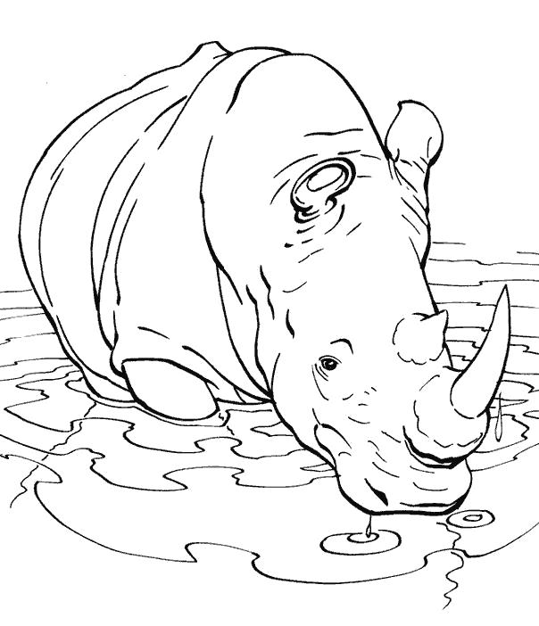 Раскраски носороги  носорог купается