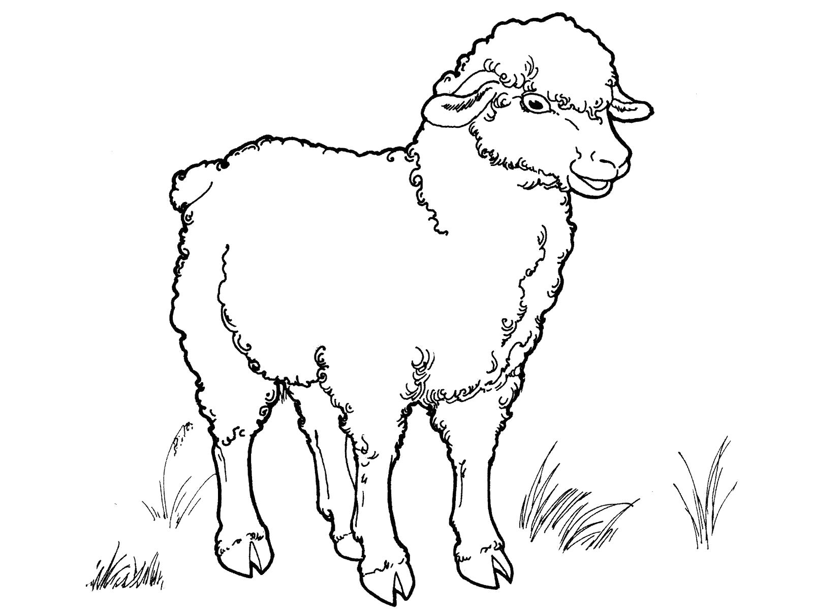 Раскраски овечки, бараны, ягнята  Овечка