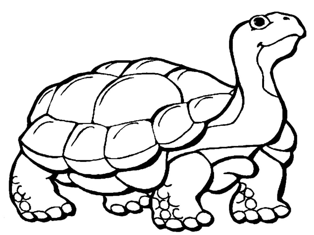 Раскраски черепаха  Раскраска черепаха