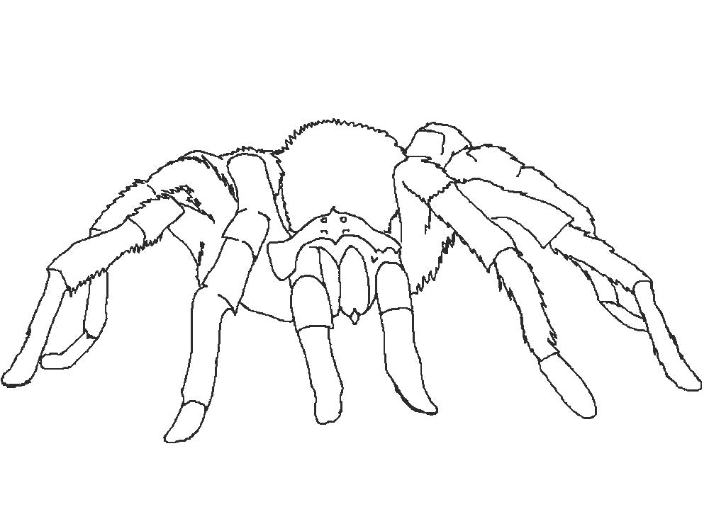   Раскраска паук с толстыми мохнатыми лапами