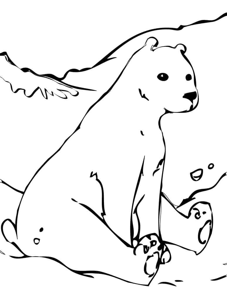 Раскраски медведь, медведица, медвежонок  полярная медведица сидит на снегу