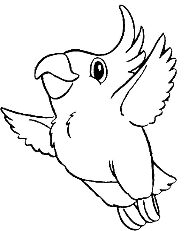 Раскраска попугай  Какаду