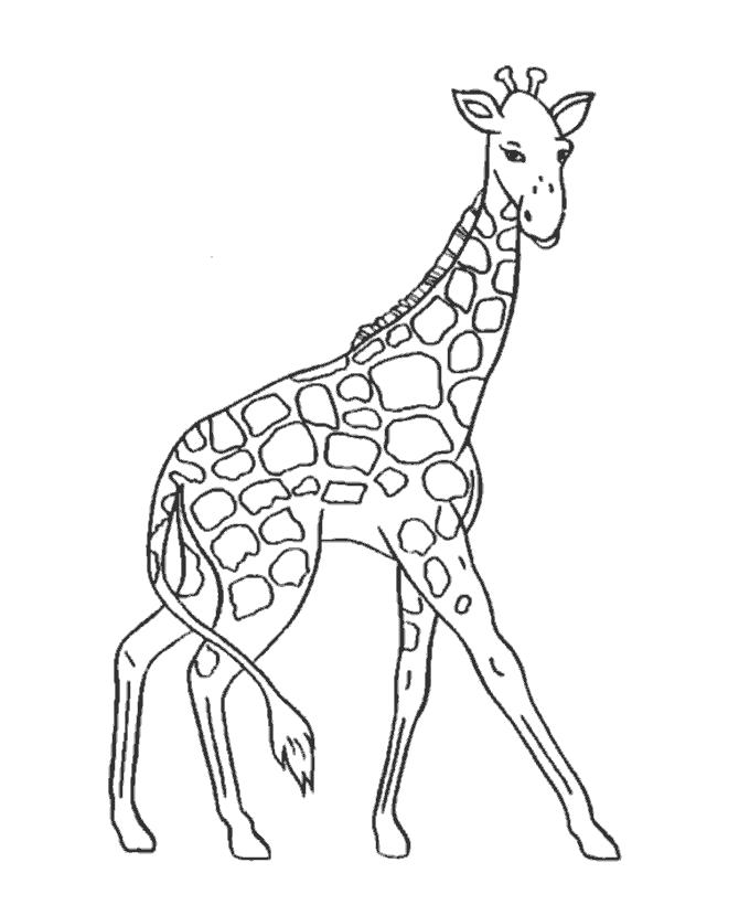 Раскраски жираф  Жираф на длинных ногах