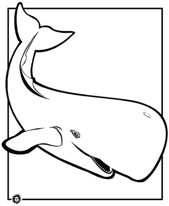 кит  большой кит