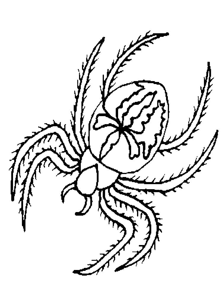   Раскраска паук с рисунком