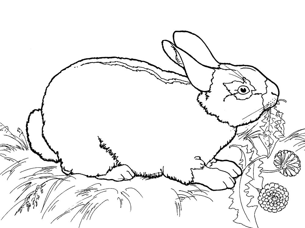   Раскраска кролик, кролик ест траву