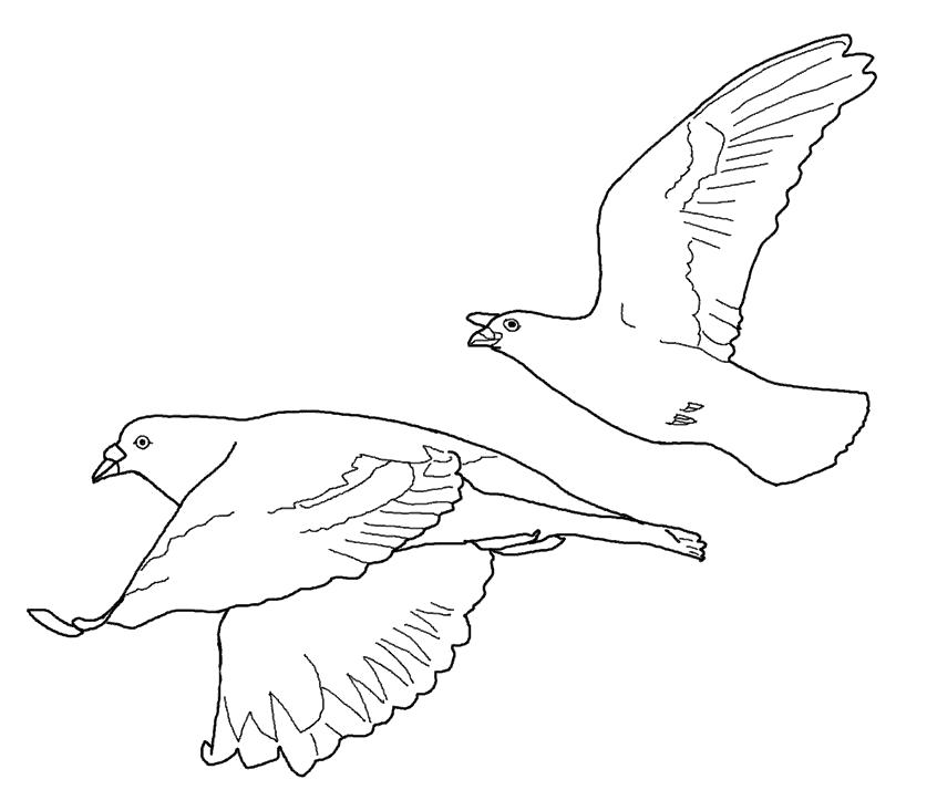 Раскраски с птицей голубь  семья голубей