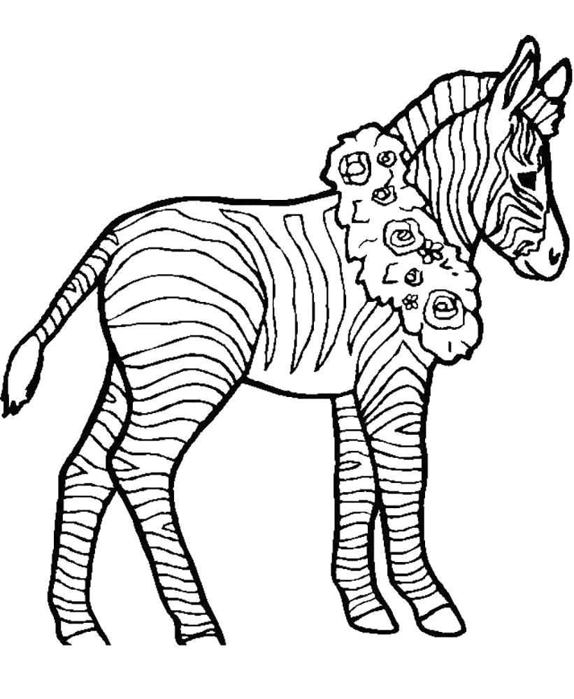 Раскраски зебры  Раскраска зебра с венком на шее