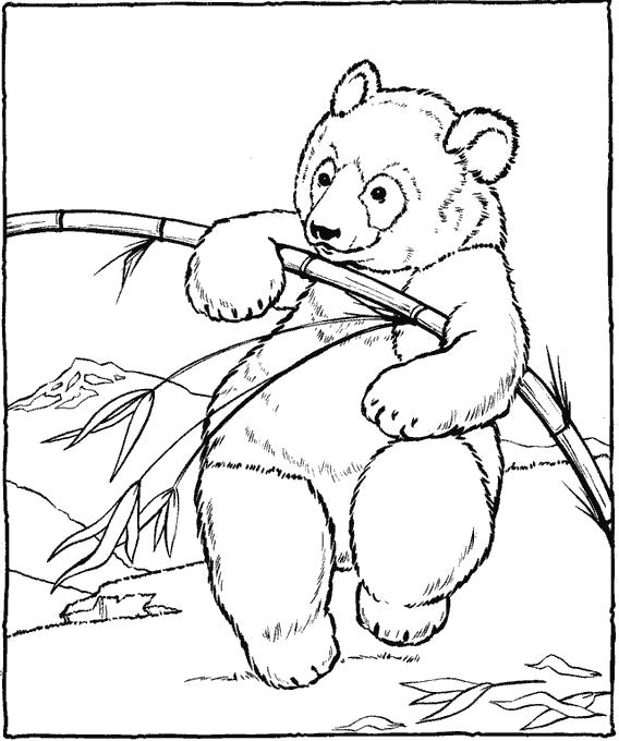 Раскраски медведь, медведица, медвежонок  медвежонок  играется