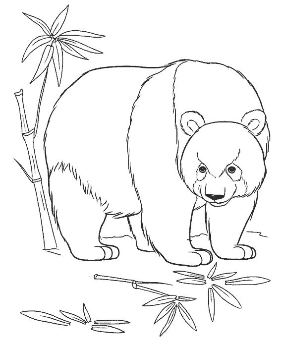 Раскраски панда  панда и тросник