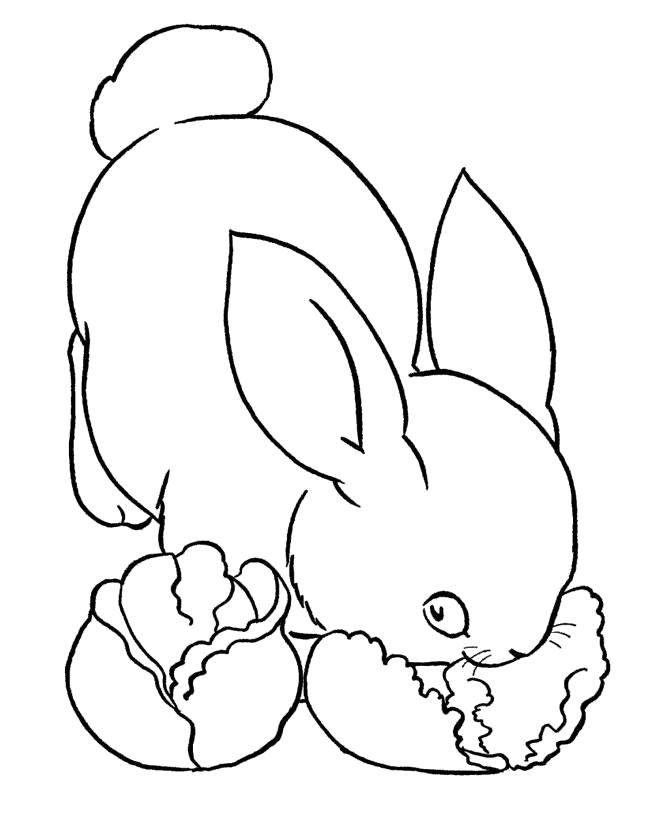   Кролик ест капусту