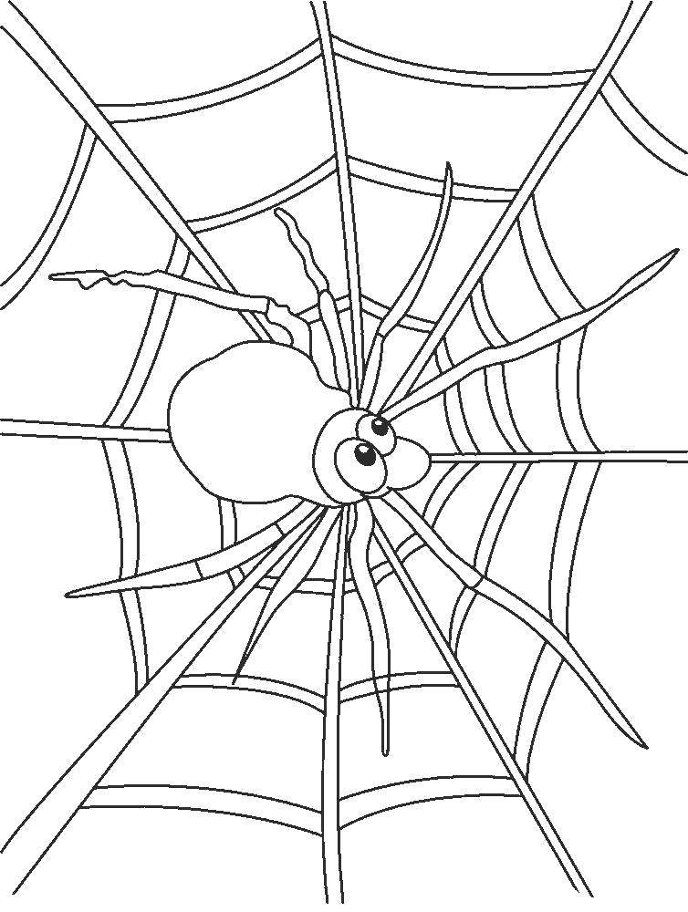   Раскраска паук