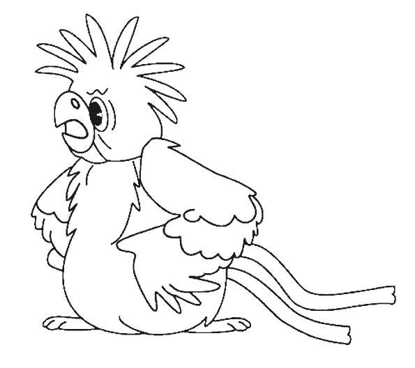 Раскраска попугай  Сердитый попугайчик