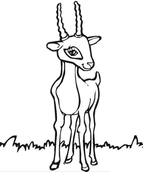 Раскраска с антилопой  Милая антилопа