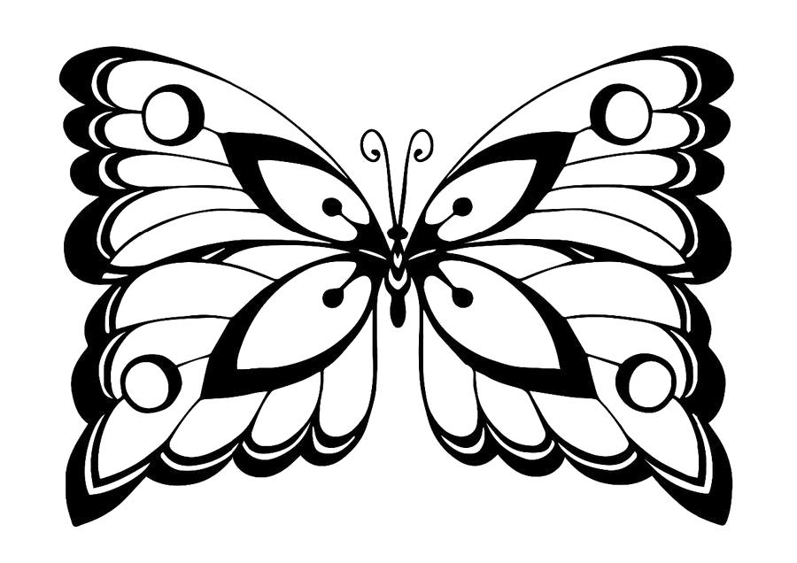   бабочки