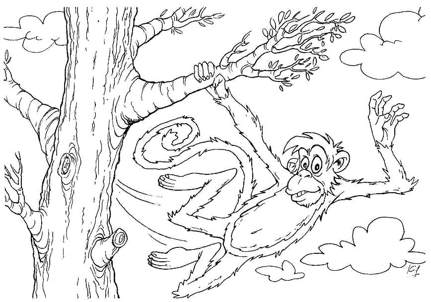   обезьяна на ветке дерева