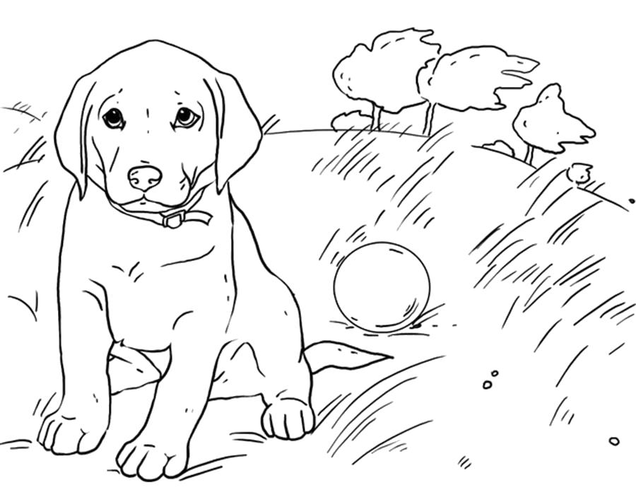   Раскраска щенок играется с мячом