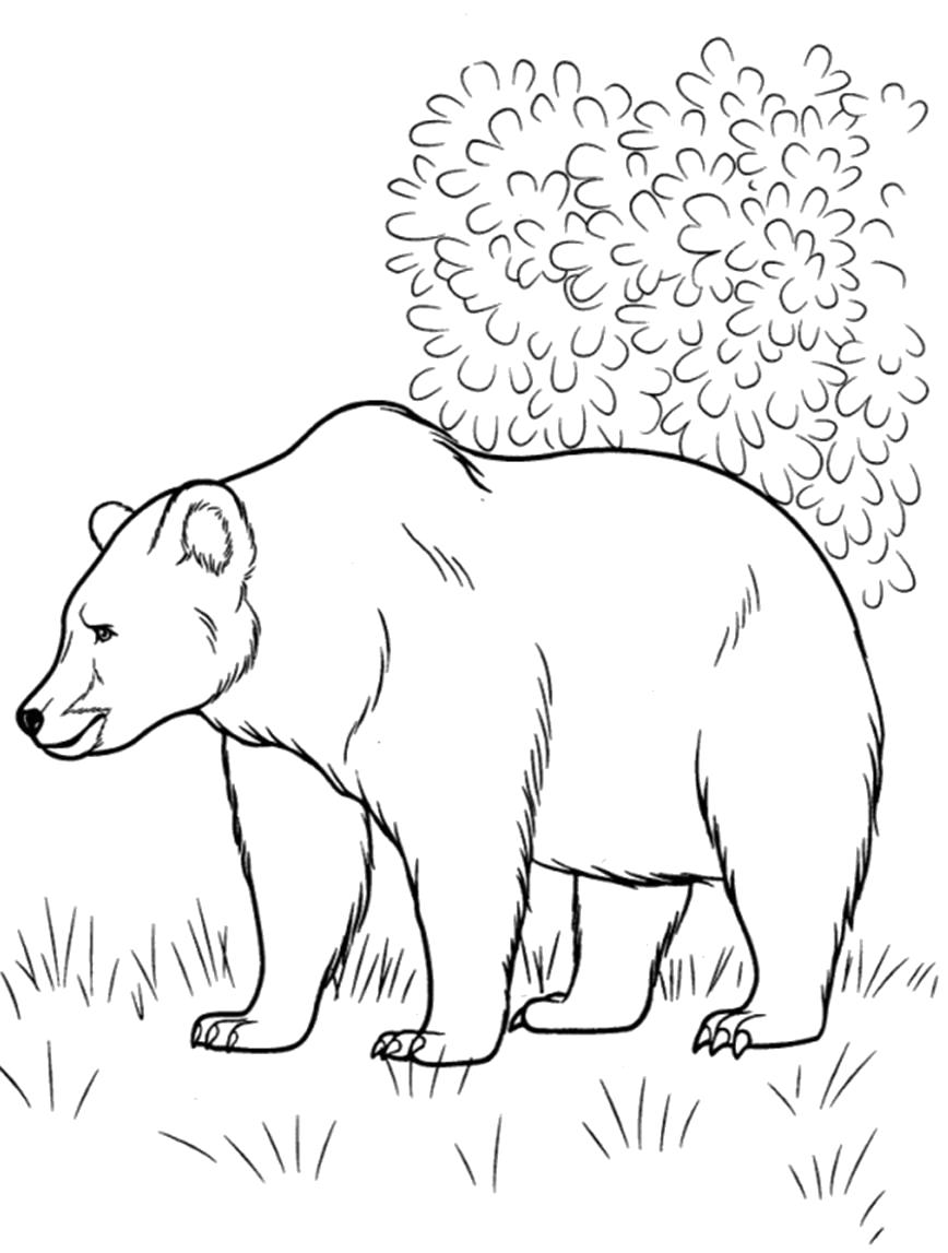 Раскраски медведь, медведица, медвежонок  Русский медведь