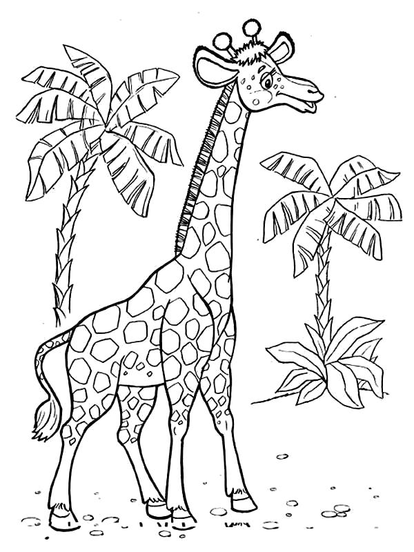 Раскраски жираф  Раскраска жираф