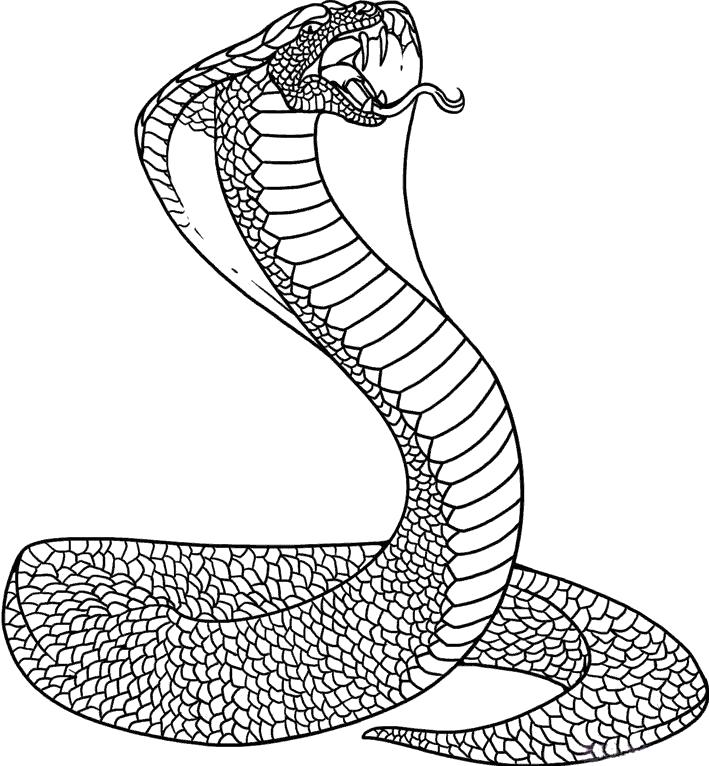 Раскраски змея  змея Кобра, раскраски
