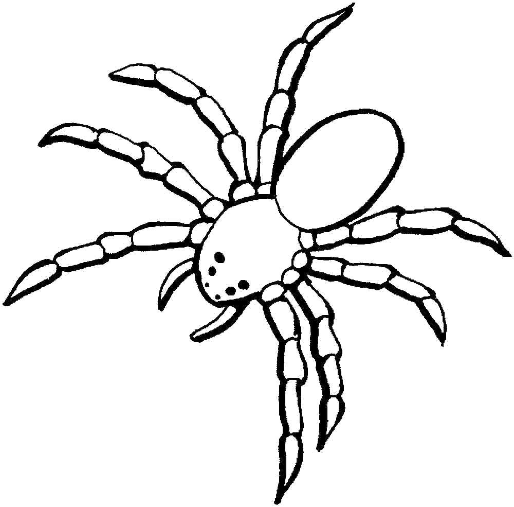   паук с длинными лапами