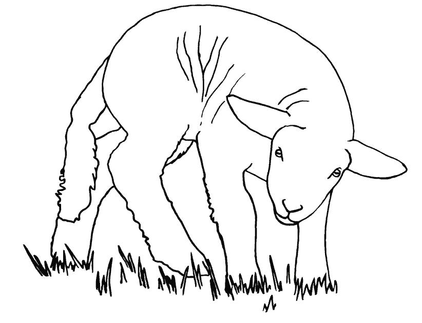 Раскраски овечки, бараны, ягнята  овечка на лугу