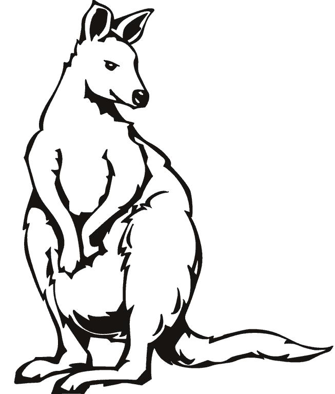 Раскраски кенгуру и кенгурята  Австралийский кенгуру