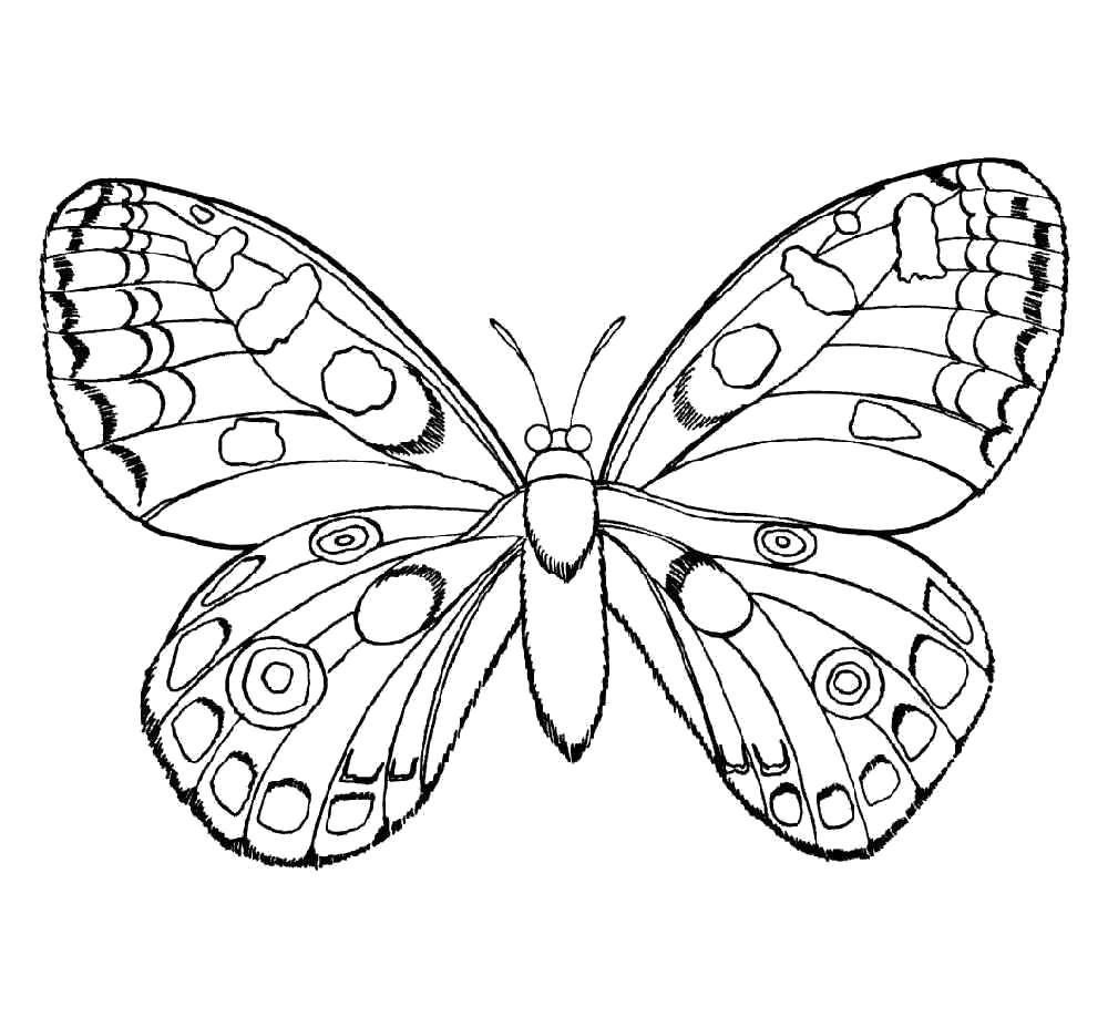   раскраски бабочка 