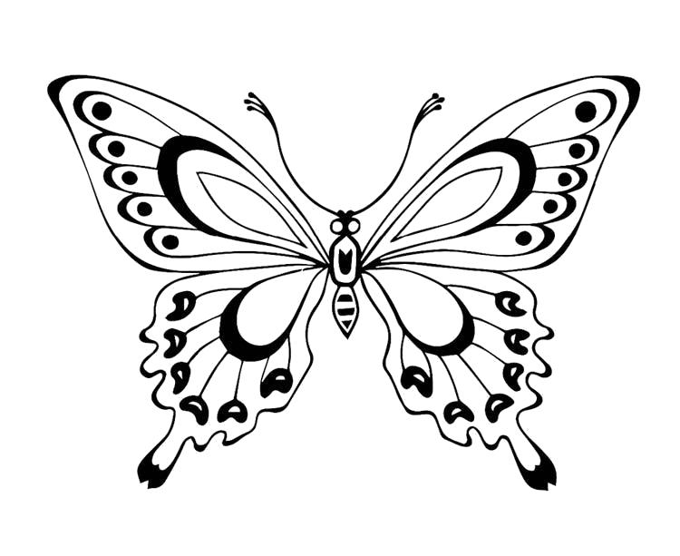   красивая бабочка