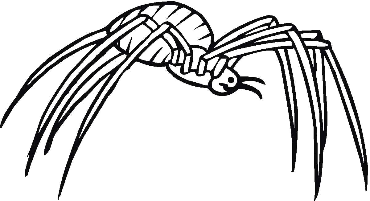   паук с длинными ногами