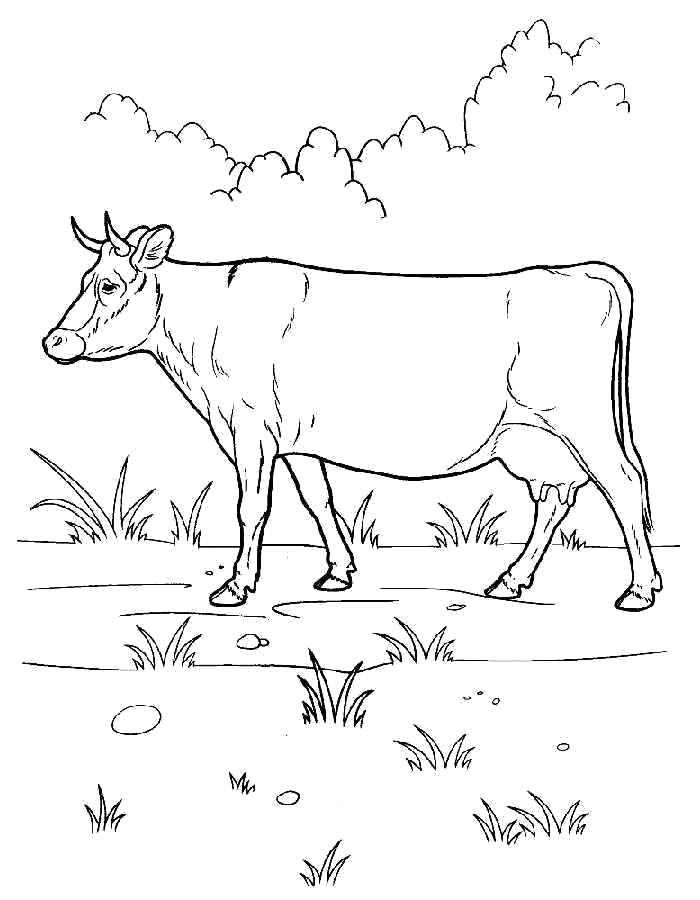 Раскраски домашняя корова  Раскраска корова, корова посется