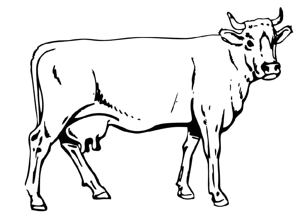 Раскраски домашняя корова  Коровка