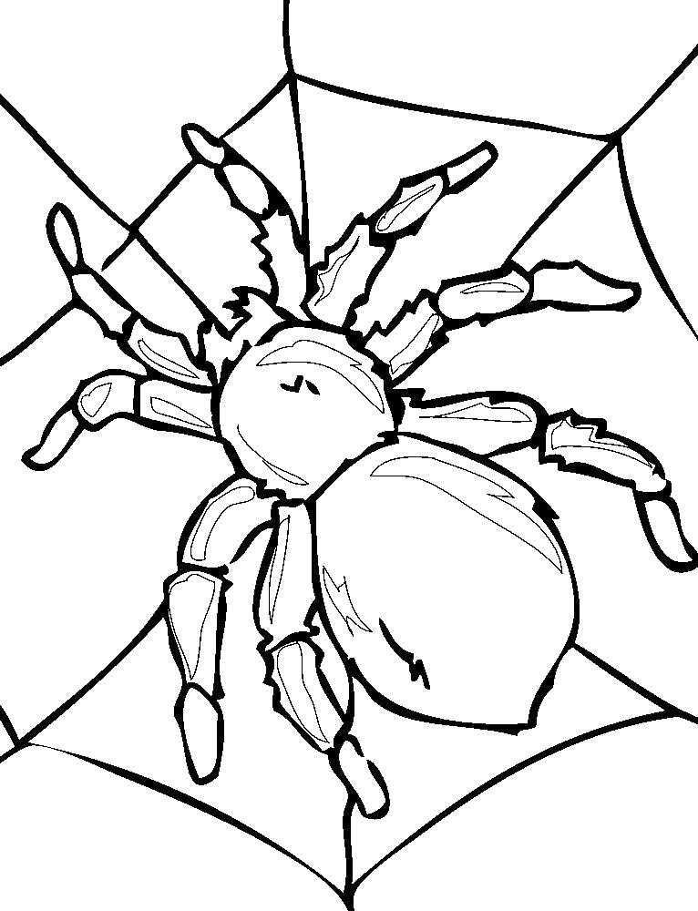   Раскраска паук в паутине