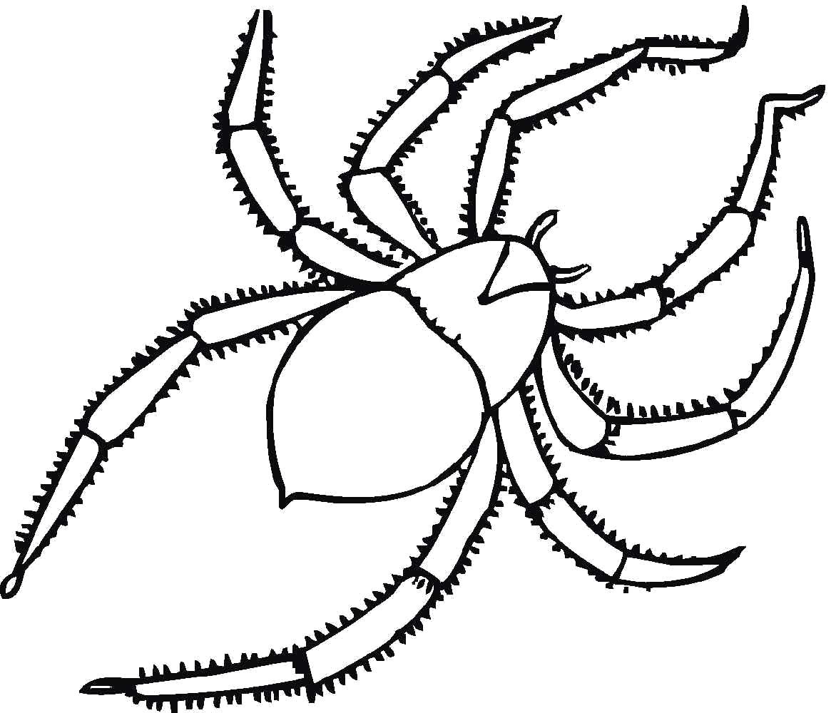  паук с мохнатыми лапками