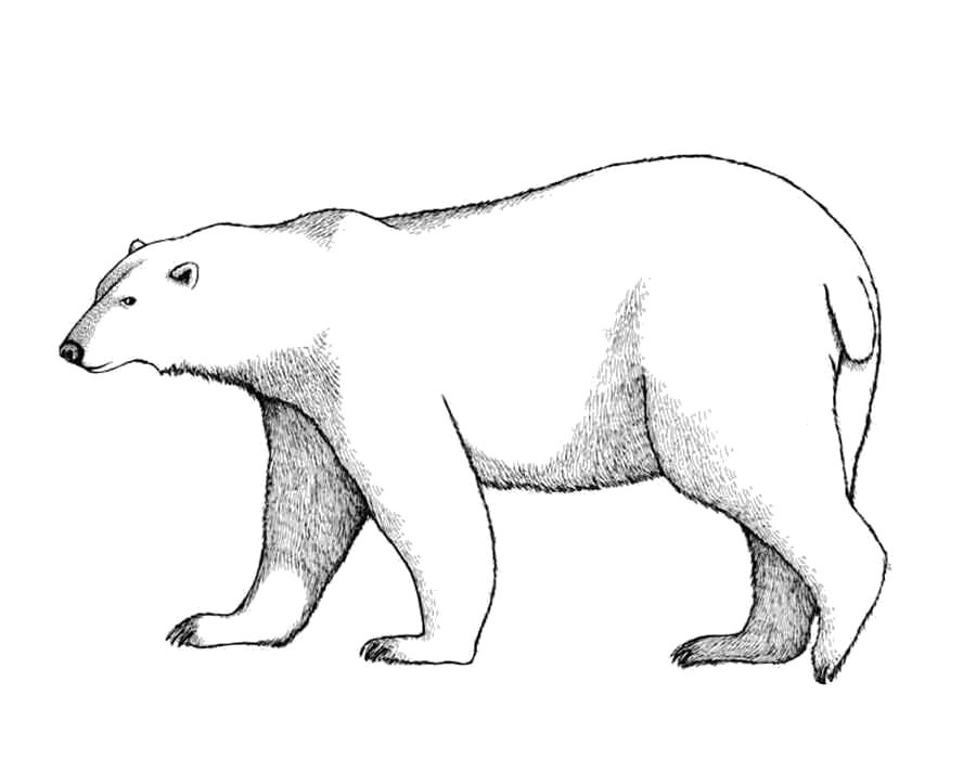 Раскраски медведь, медведица, медвежонок  Раскраска белый медведь