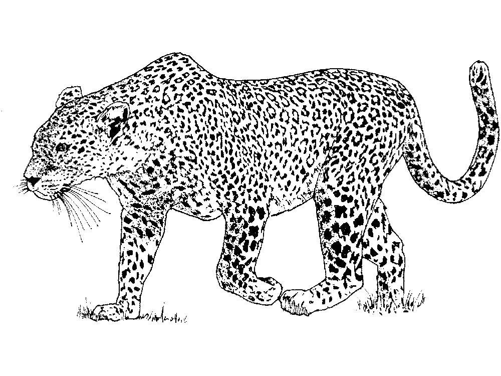 Раскраски леопард  Раскраска леопард поднял лапу