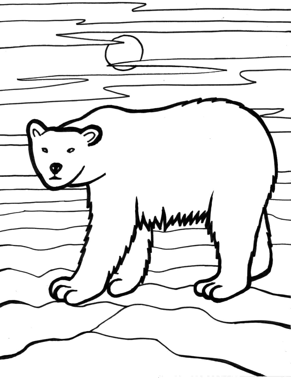 Раскраски медведь, медведица, медвежонок  Полярный медведь