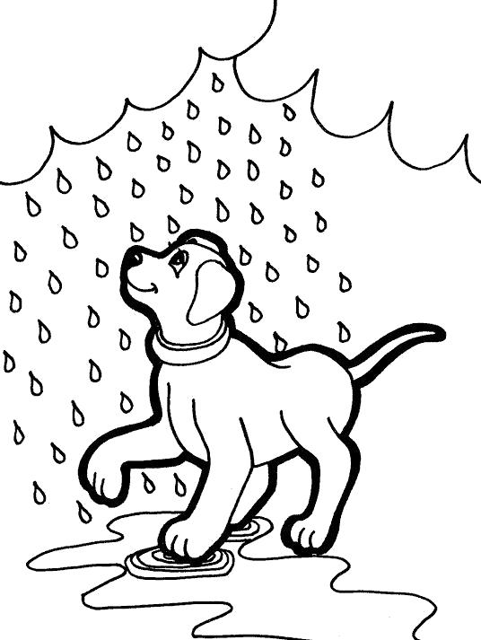  Собачка любит дождь