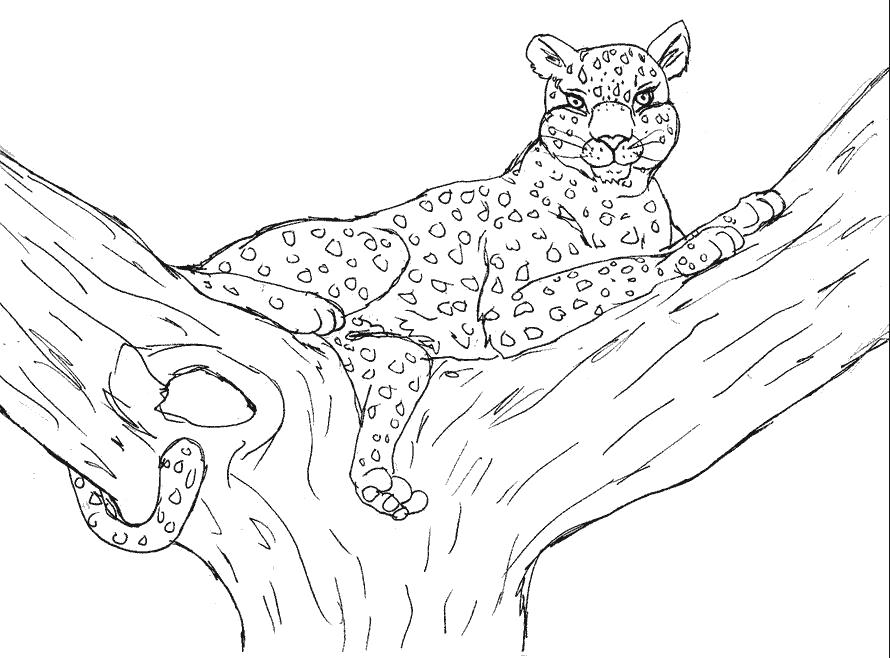 Раскраски леопард  леопард лежит на дереве